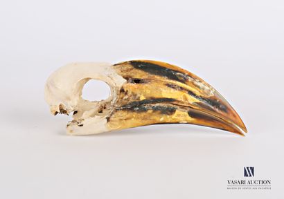 Crâne de calao à bec rouge (Tockus erythrorhynchus,...