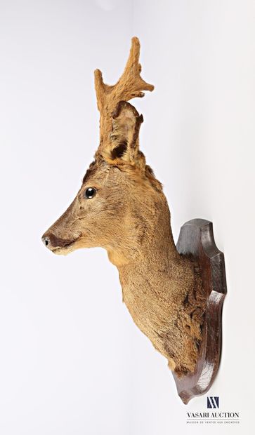 Coupe d'étude de taxidermie de tête de brocard...