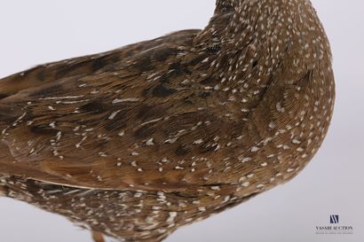 
Poulette de roche (Ptilopasus petrochus,...