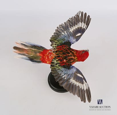 Perruche omnicolore (Platycerus eximinus,...