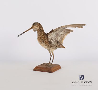 
Bécassine des marais (Gallinago gallinago,...