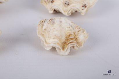 
Ensemble de quatre bénitiers (Tridacna gigas,...