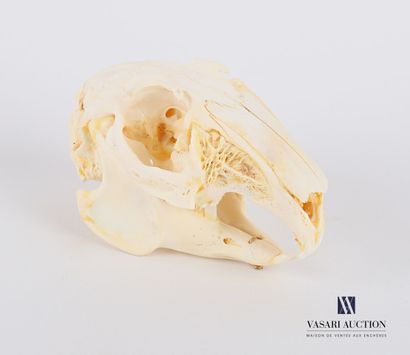 Crâne complet de lapin (Oryctolagus cuniculus,...