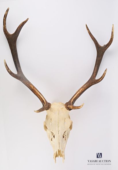 Crâne de cerf élaphe (Cervus elaphus, non...