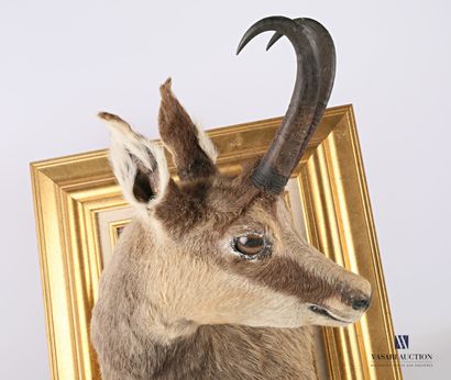 Chamois en cape (Rupicapra rupicapra, non...