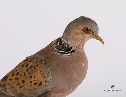 
Tourterelle des bois (Streptopelia turtur,...