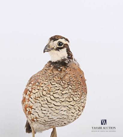 Colin de virginie (Colinus virginianus, non...