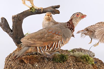 
Diorama composé d'une caille des blés (Coturnix...