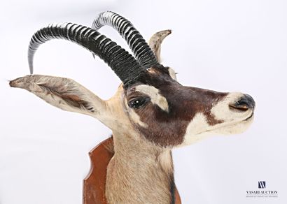 Tête en cape d'antilope rouanne (Hippotragus...