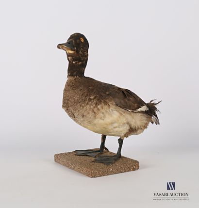 
Canard (Anas pré règlementation) sur socle.




(usures)




Haut....
