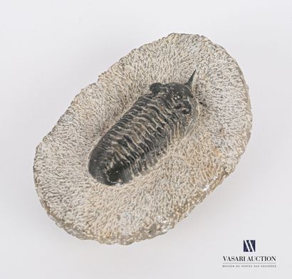 Fossile de trilobite (Trilobitea spp.) dans...