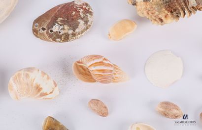 Ensemble de quatre-vingt coquillages.

Long....