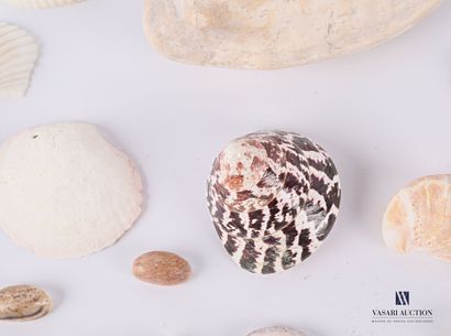 Ensemble de quatre-vingt coquillages.

Long....