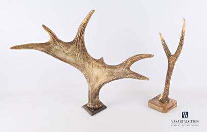 Lot comprenant un andouiller de cerf élaphe(Cervus...