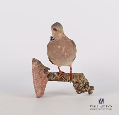 
Tourterelle des bois (Streptopelia turtur,...