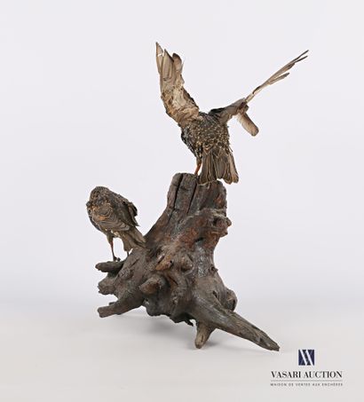 
Couple d'étourneaux sansonnet (Sturnus vulgaris,...