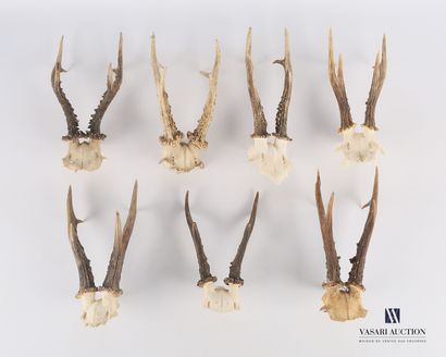 Ensemble de sept massacres de chevreuil (Capreolus...