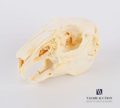 Crâne complet de lapin (Oryctolagus cuniculus,...