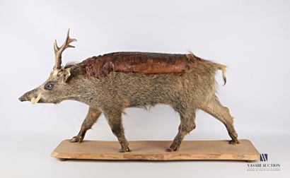 Chimère sur base de marcassin (Sus scrofa,...