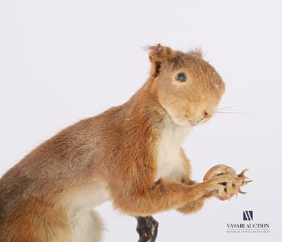 
Écureuil (Sciurus vulgaris) à la noisette...