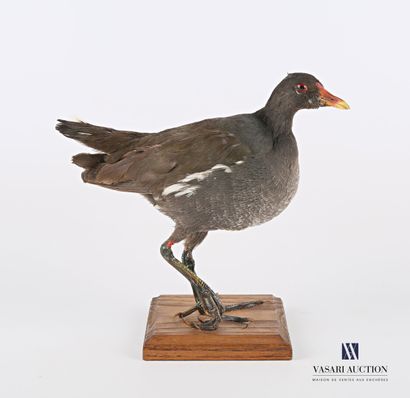 Poule d'eau (Gallinula chloropus, non réglementé)...