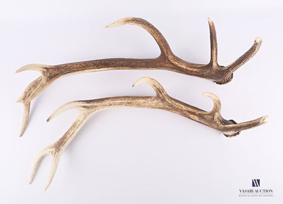Ensemble de deux mues de cerf élaphe (Cervus...