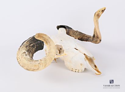 Crâne sans mandibule inférieure de brebis...