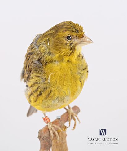 Taxidermie de canari (Serinus Canaria domesticus)...