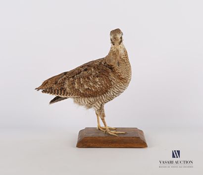 
Bécasse (Scolopax scolopax, pré règlementation)...