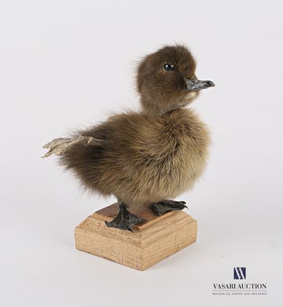 Caneton quadripode (Anas platyrhynchos domesticus,...