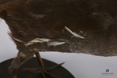 
Râle d'eau (Rallus Aquaticus, pré règlementation)...