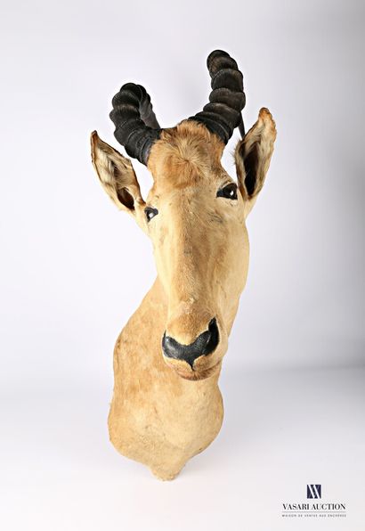 Tête en cape de bubale roux (Alcelaphus buselaphus,...