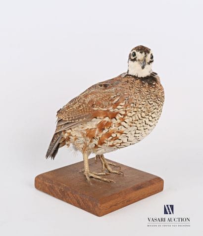 Colin de virginie (Colinus virginianus, non...