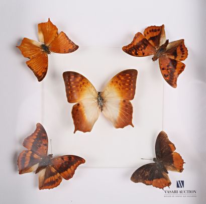 Cadre vitré contenant cinq papillons (Lepidoptera...
