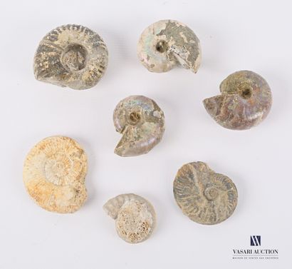 Ensemble de sept ammonites fossilisées.

Long....