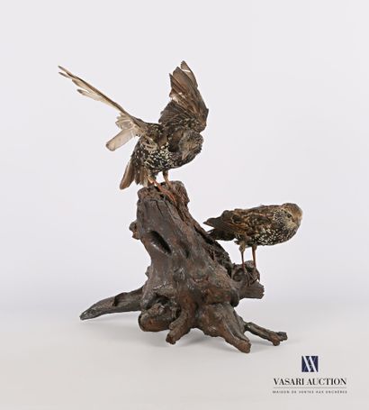 
Couple d'étourneaux sansonnet (Sturnus vulgaris,...