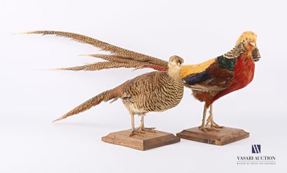 Couple de faisans dorés (Chrysolophus pictus,...