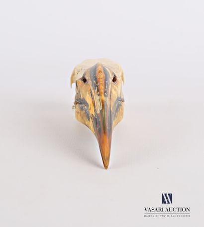 Crâne de calao à bec rouge (Tockus erythrorhynchus,...