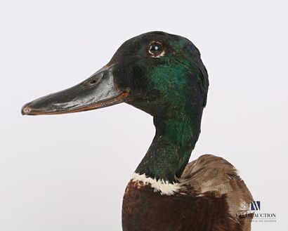Tête en cape de canard col vert (Anas platyrhynchos...