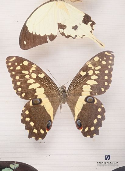 Boîte entomologique vitrée contenant neuf...