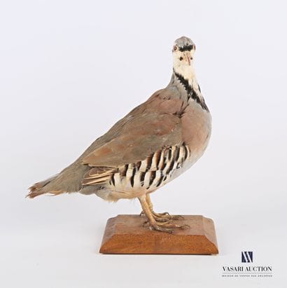 Perdrix chukar (Alectoris chukar, non réglementé)...