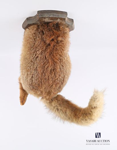 Cul de renard sur écusson (Vulpes vulpes,...