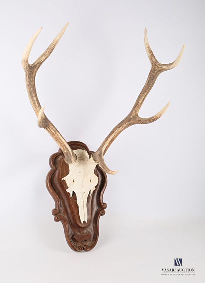 Massacre de cerf élaphe (Cervus elaphus,...