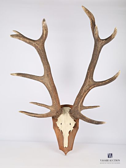 Massacre de cerf élaphe à douze cors régulier...