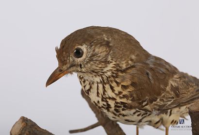 
Grive musicienne (Turdus philomelos, pré...