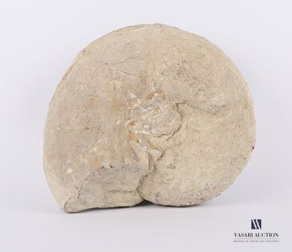 Ammonite fossilisée.

Diam. : 20 cm