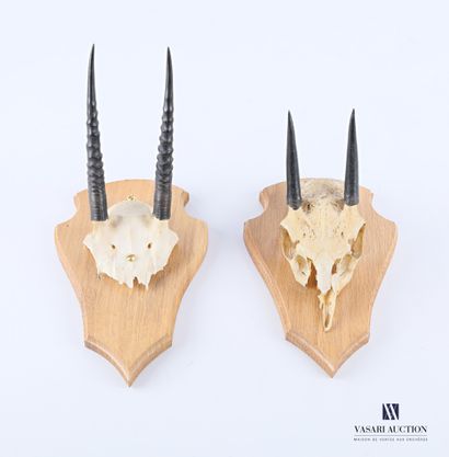 Paire de massacres de Dik Dik (Madoqua sp.,...
