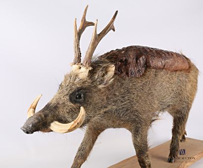 Chimère sur base de marcassin (Sus scrofa,...