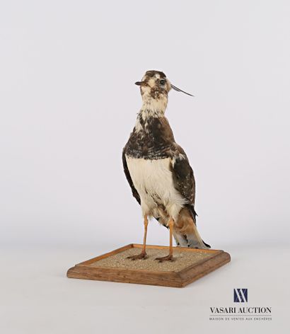 
Vanneau huppé (Vanellus vanellus, pré règlementation)...