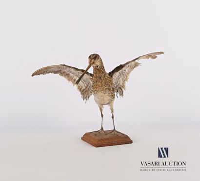 
Bécassine des marais (Gallinago gallinago,...